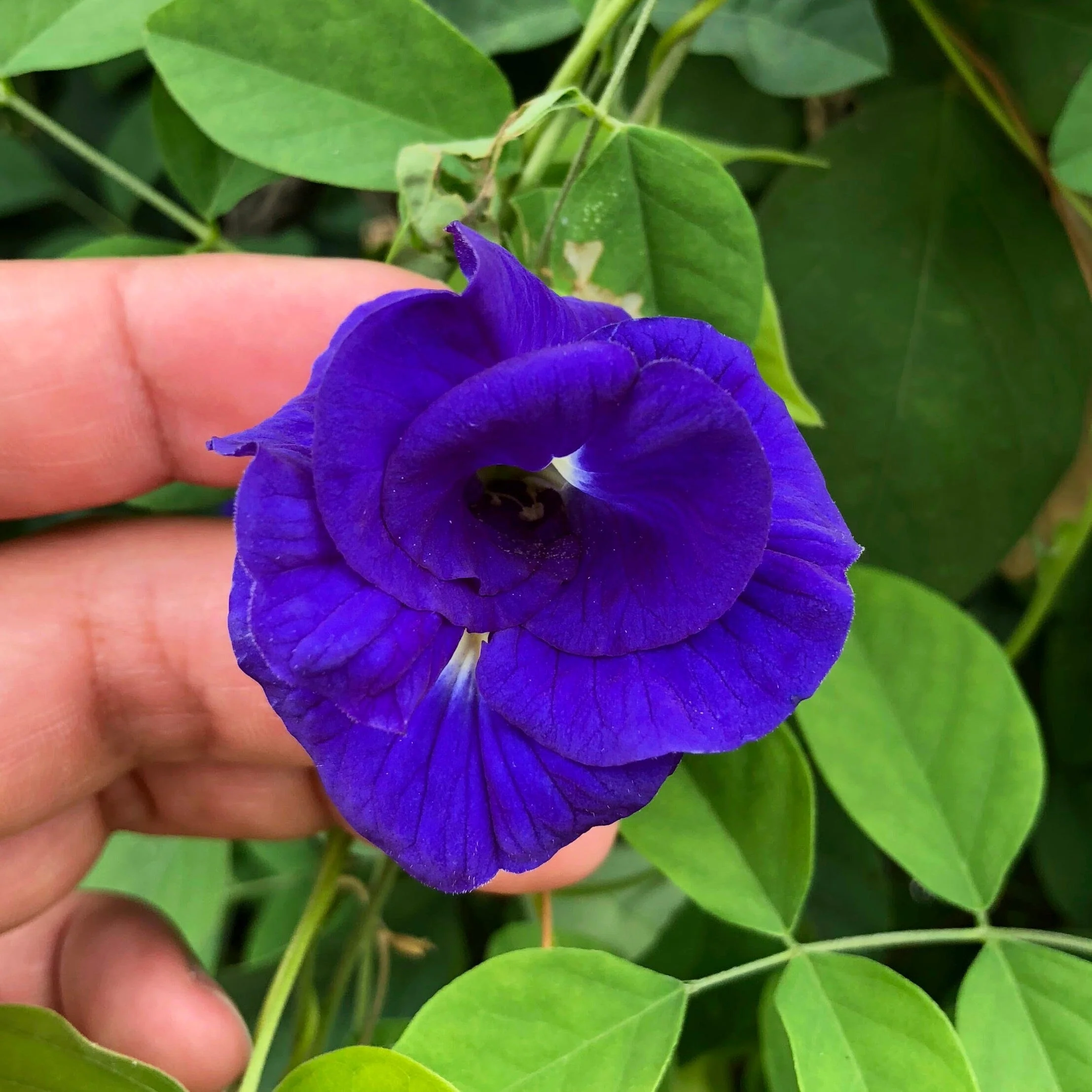 Blu-long - Image 3