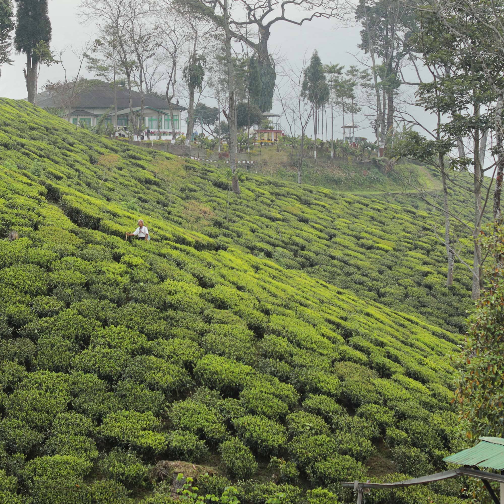 Darjeeling Second Flush Lingia DJ42 - Image 3