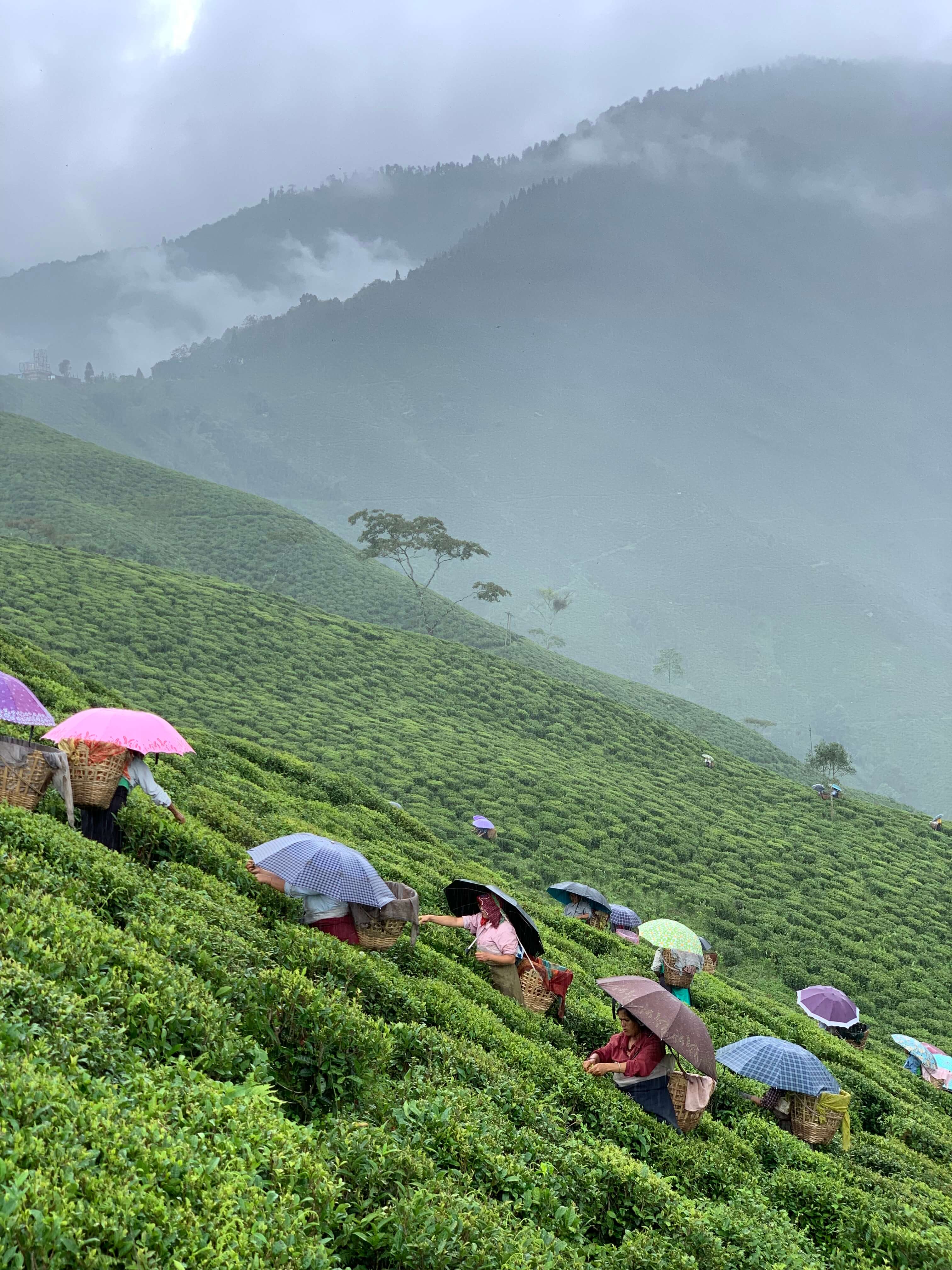 Darjeeling Second Flush Lingia DJ42 - Image 4