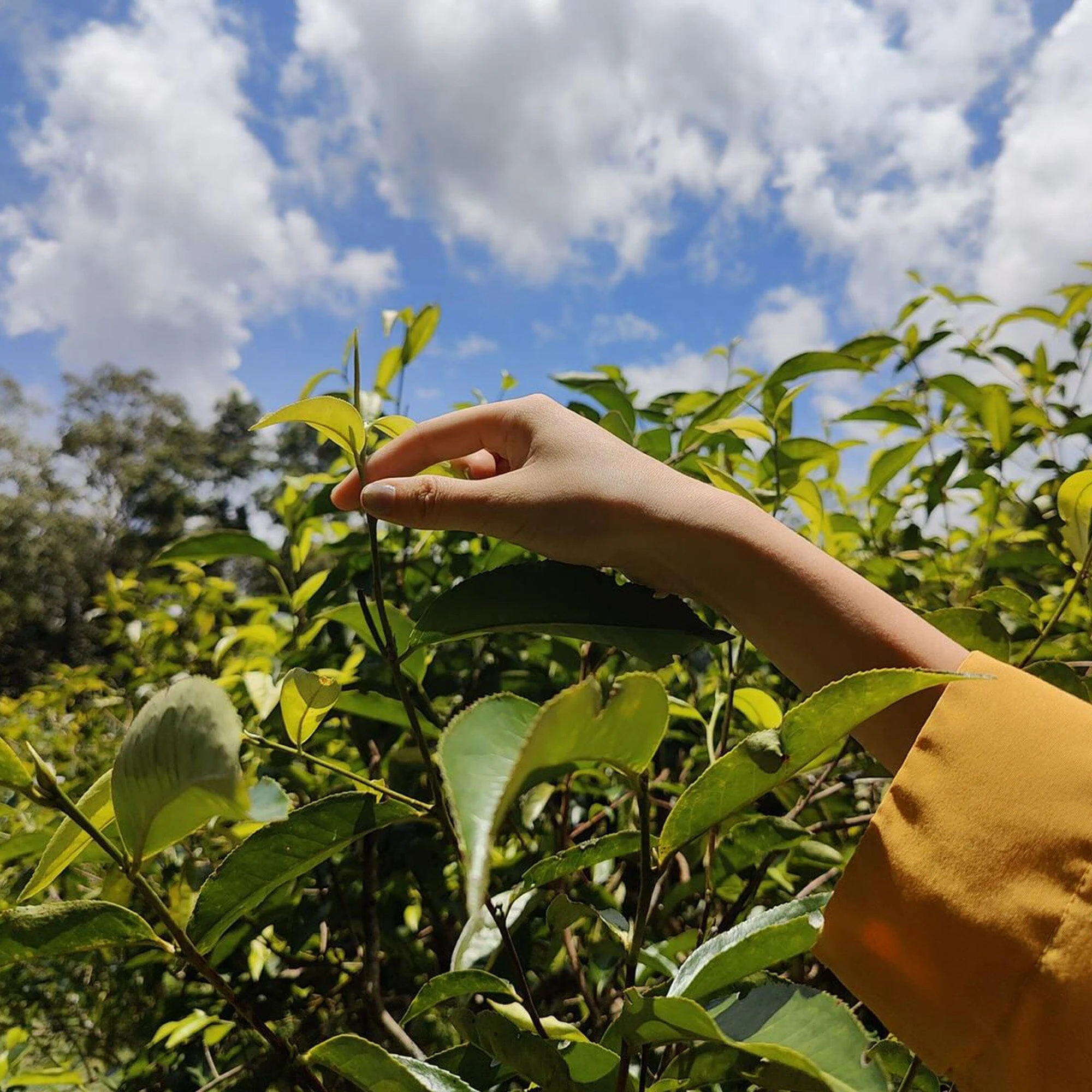 Doi Wawee Shu Pu'er Tea Cake - Image 3