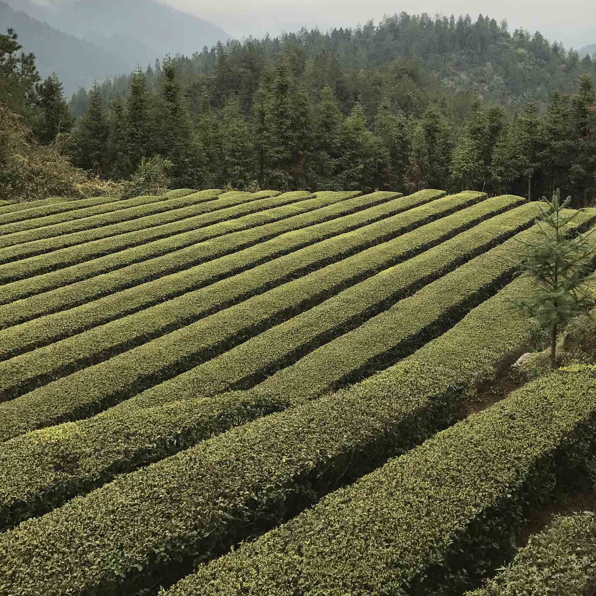 Dragon Well Single Cultivar Long Jing #43 - Image 2