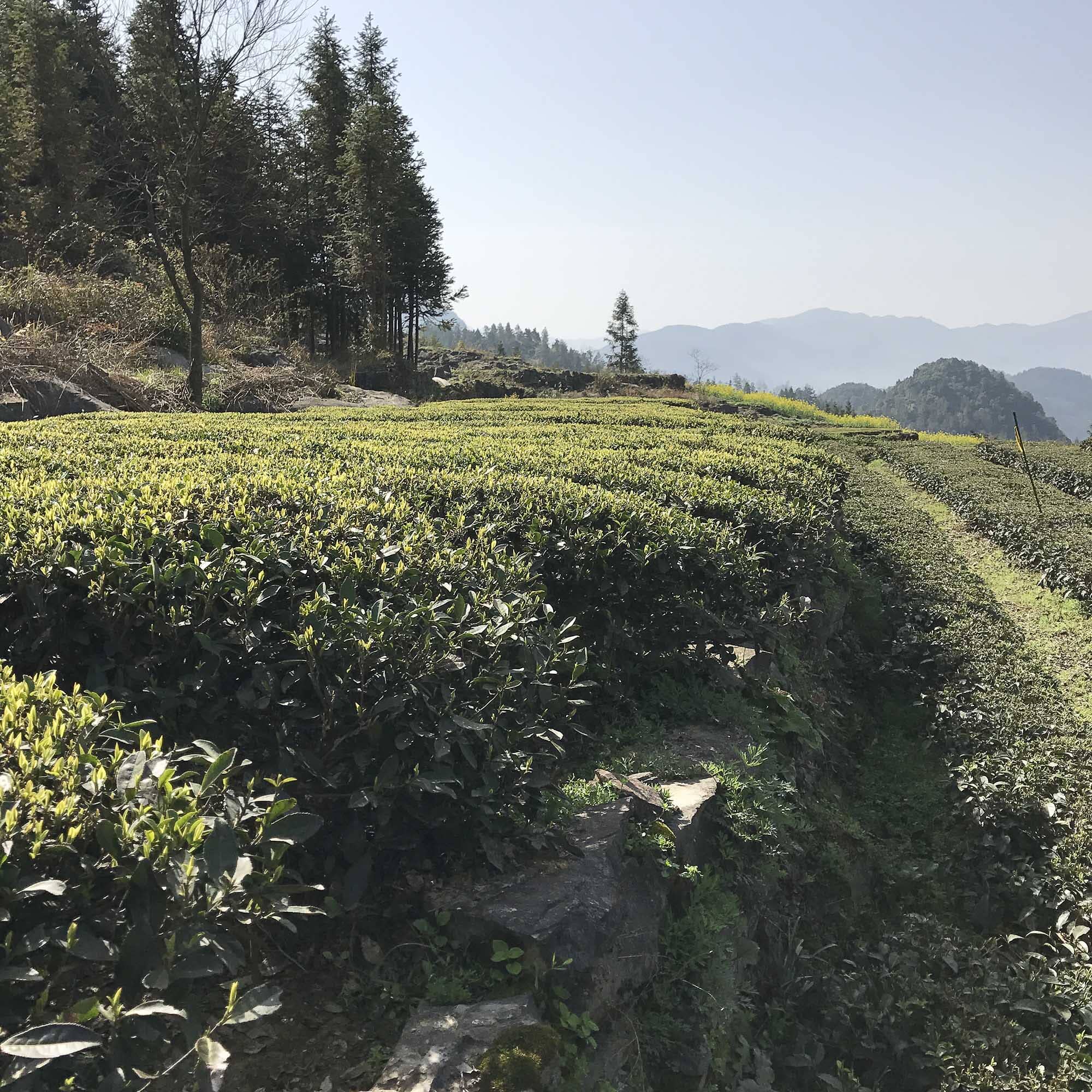 Dragon Well Single Cultivar Long Jing #43 - Image 3