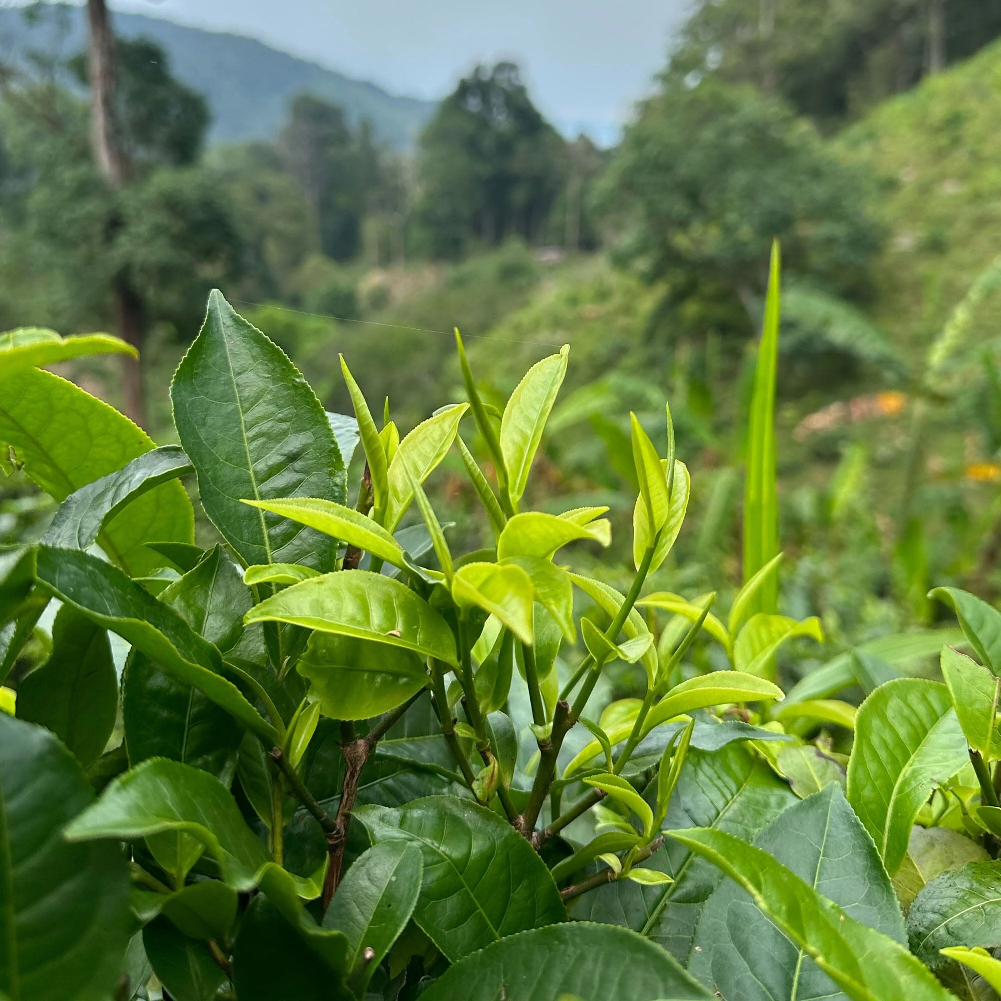Forest Assam Black Tea - Image 2