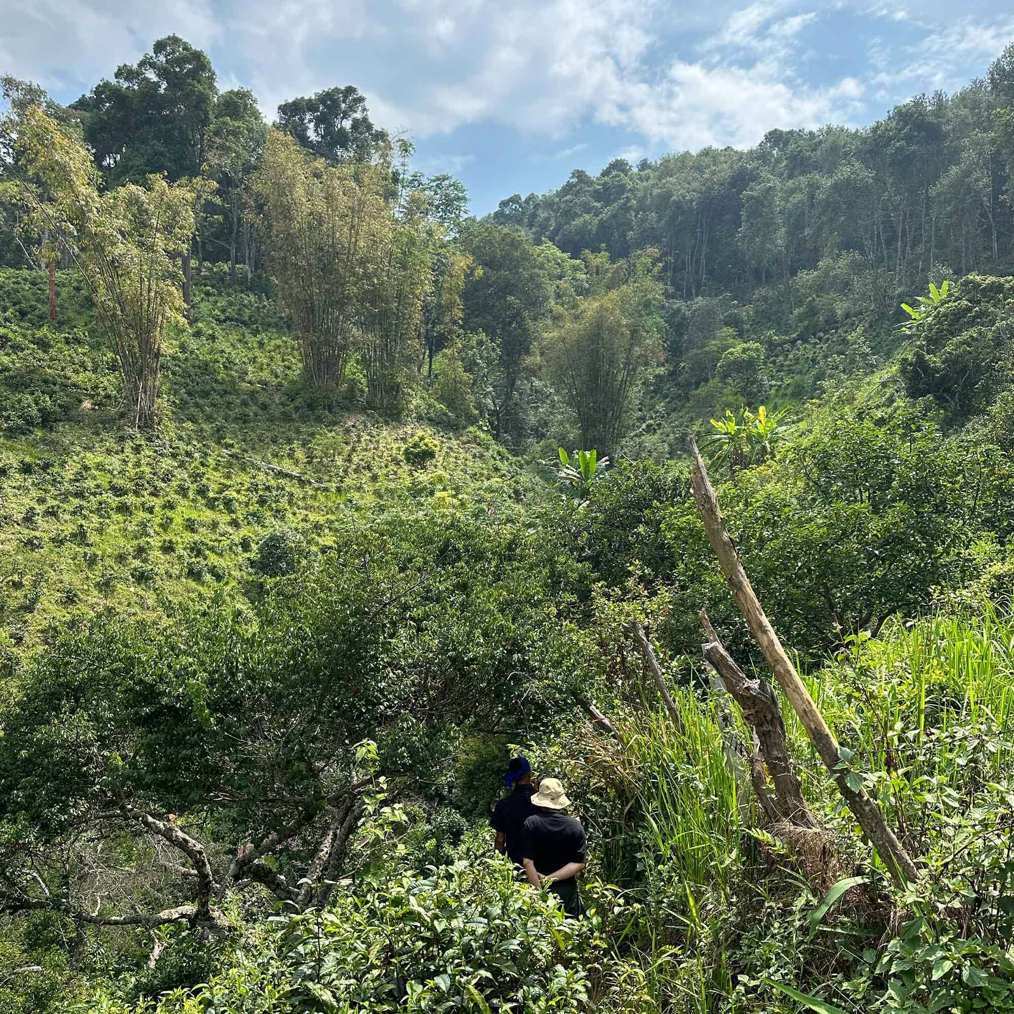 Forest Assam Black Tea - Image 4