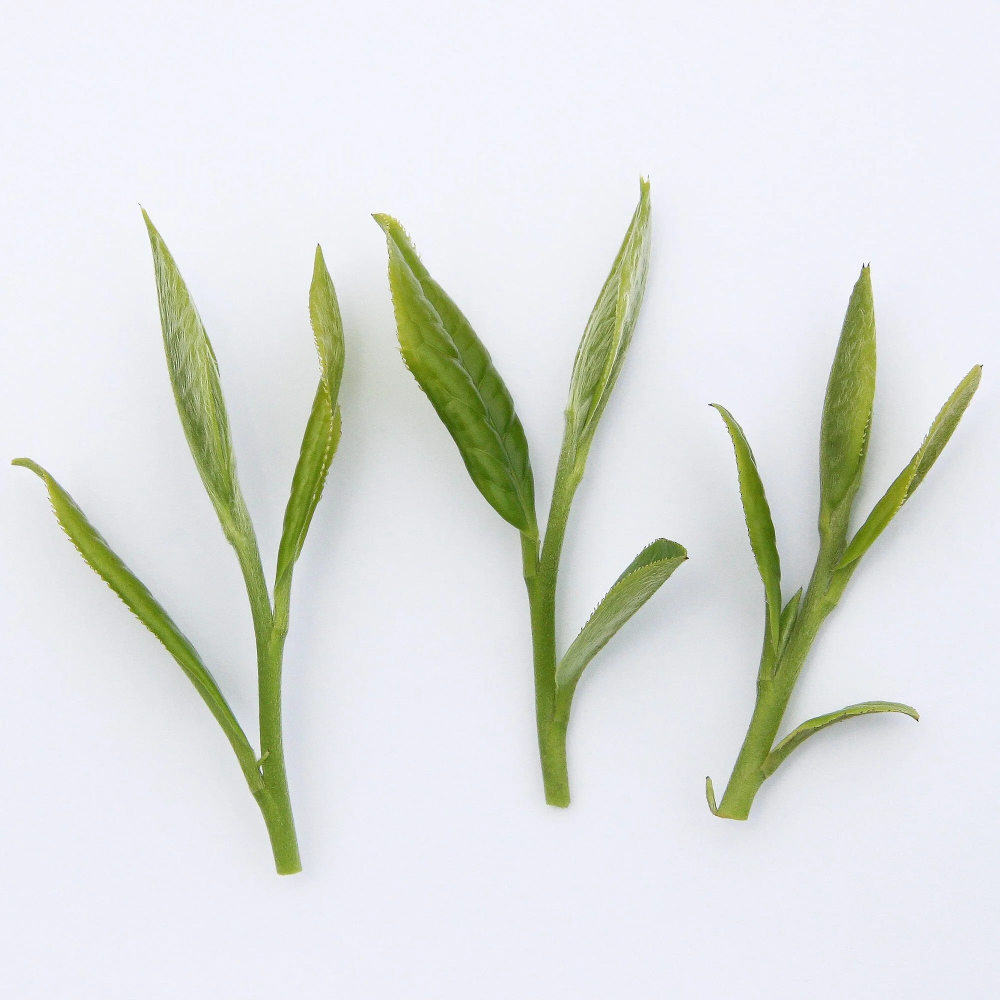 Fuding Silver Needles - Image 3