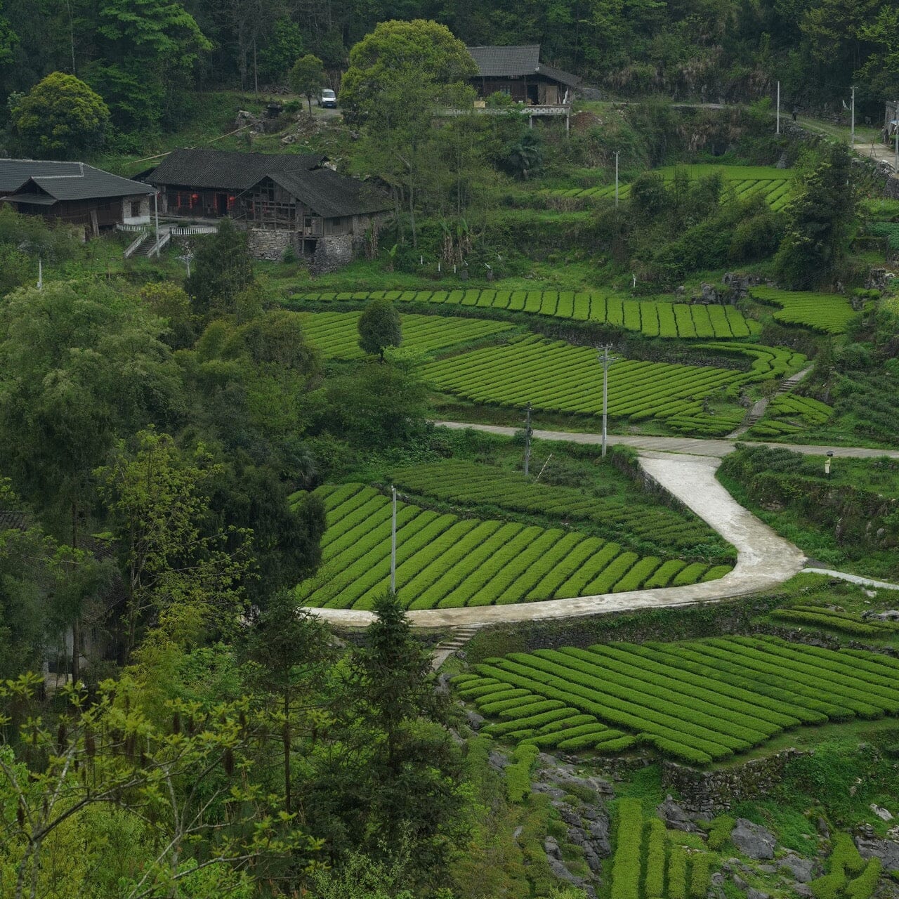 Green Needles Qun Ti Zhong - Image 3