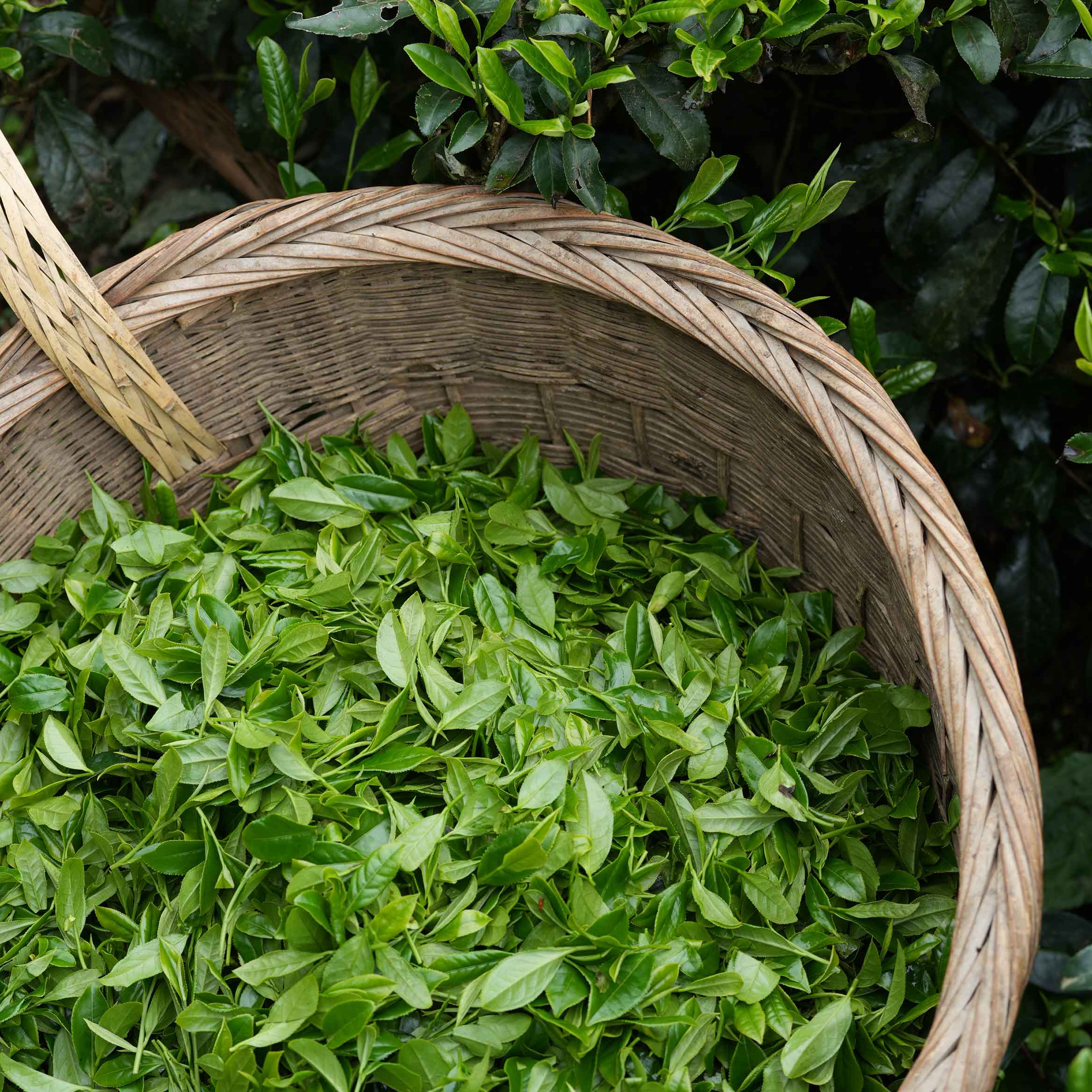 Green Needles Qun Ti Zhong - Image 4