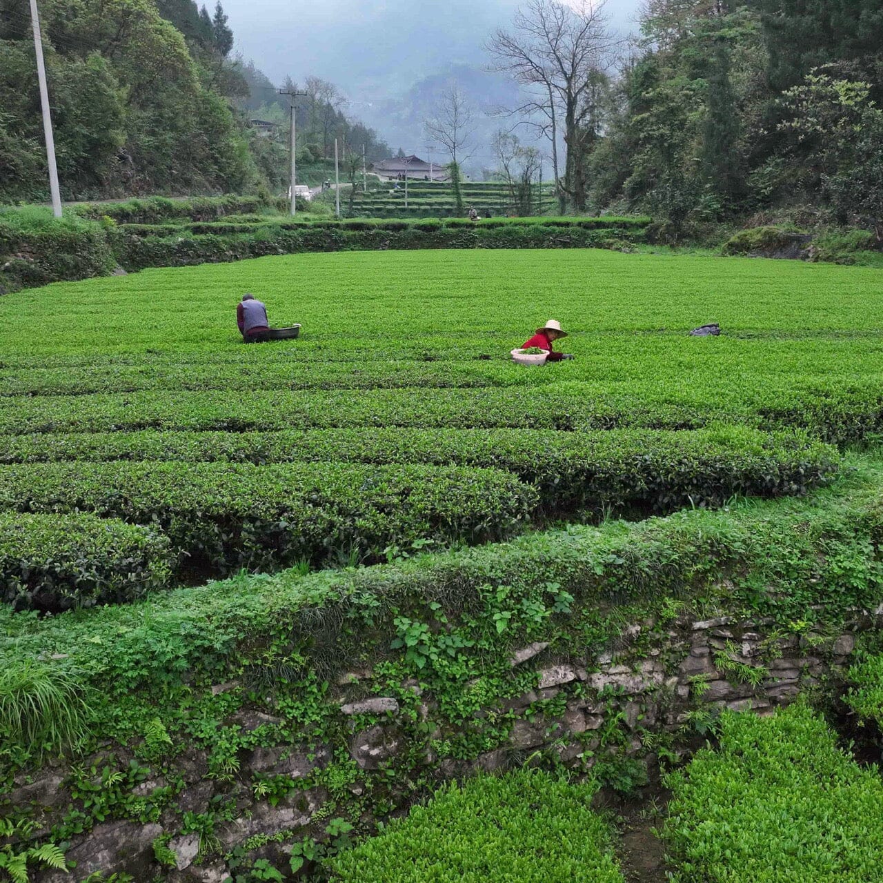 Green Needles Qun Ti Zhong - Image 5