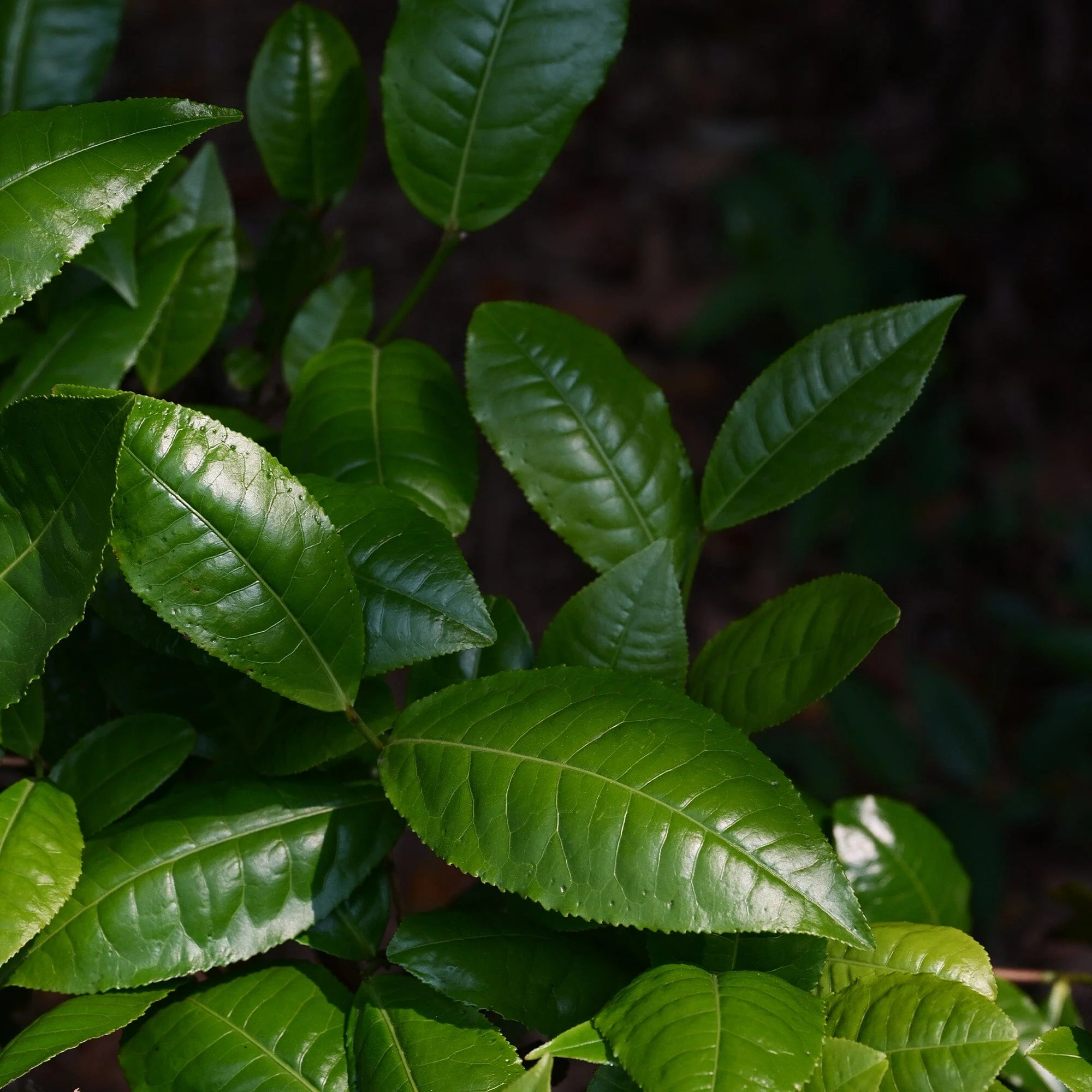 Jasmine Silver Needles - Image 3