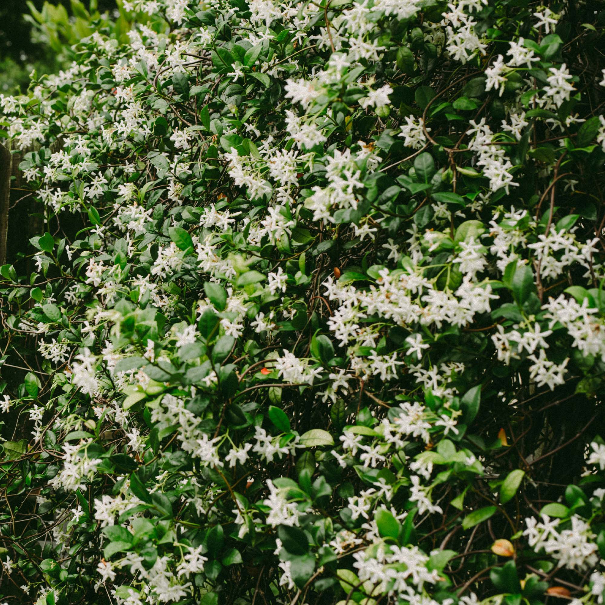 Jasmine Silver Needles - Image 4