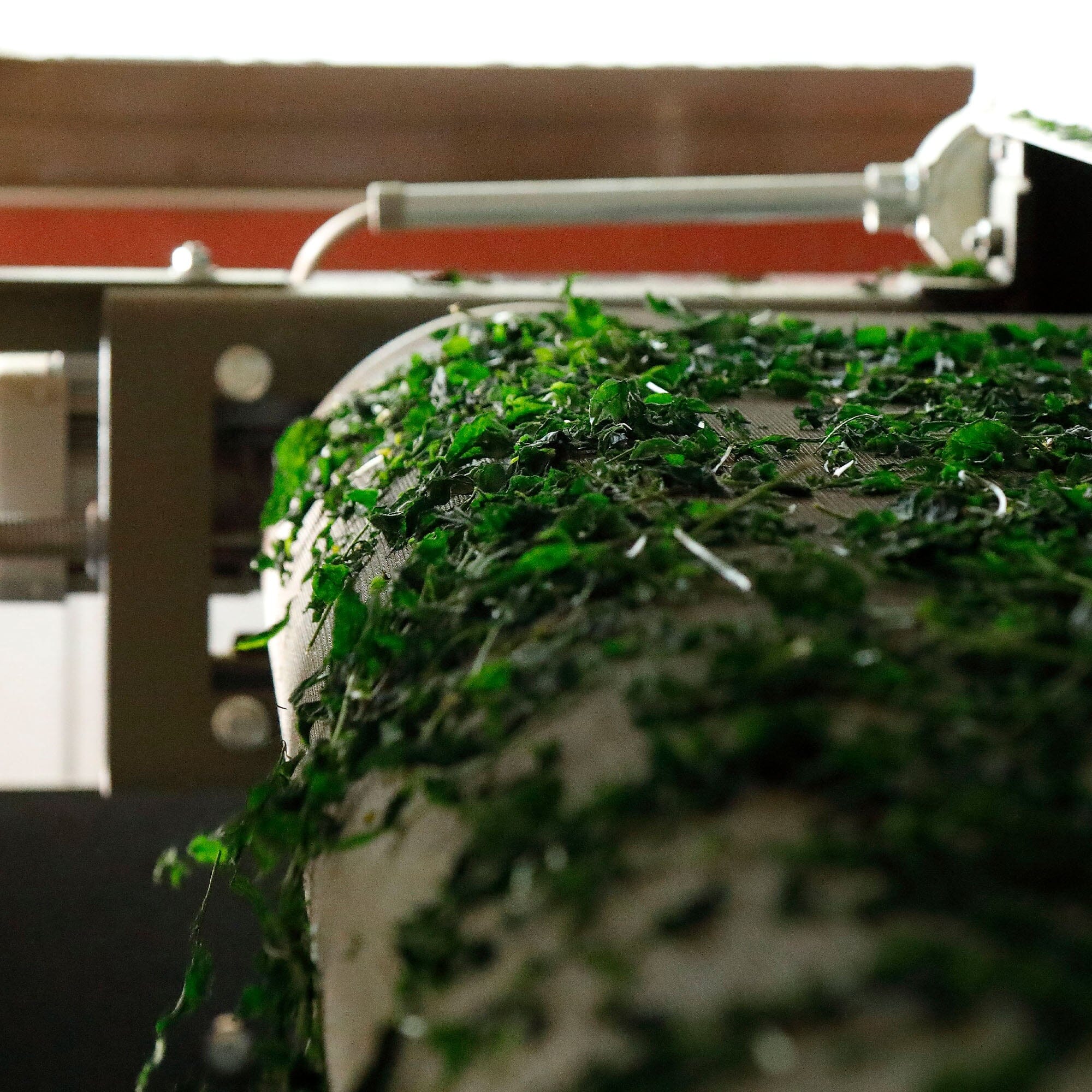 Kobayashi-san's Matcha Tsuyuhikari - Image 4