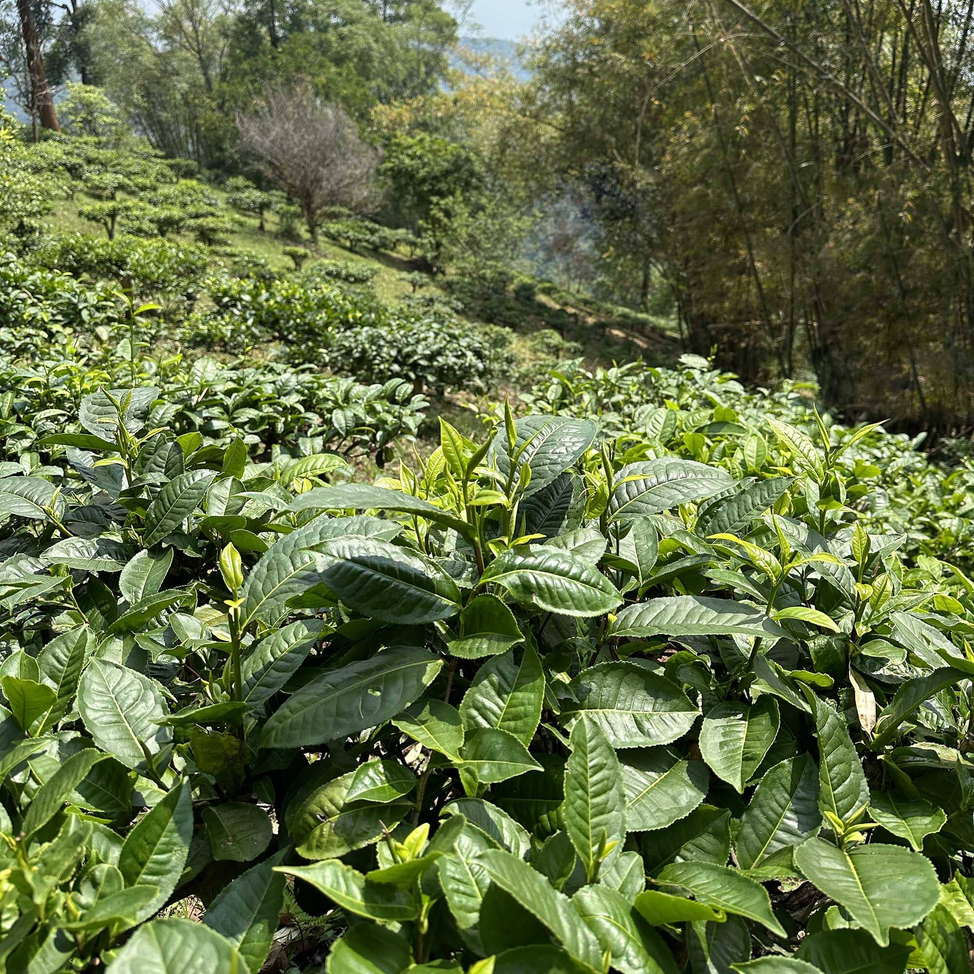 Earl Grey - Image 4