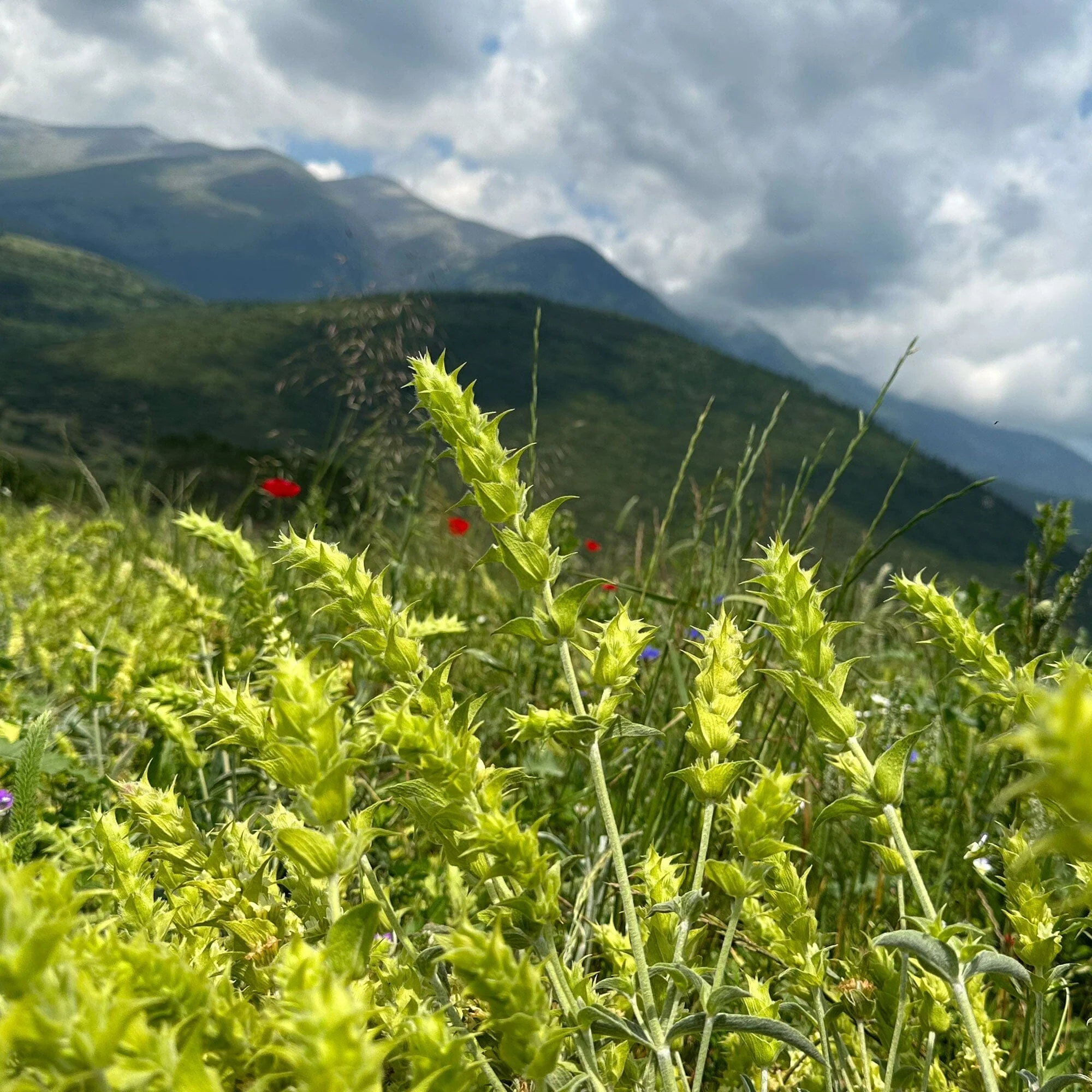Greek Mountain Tea - Image 5