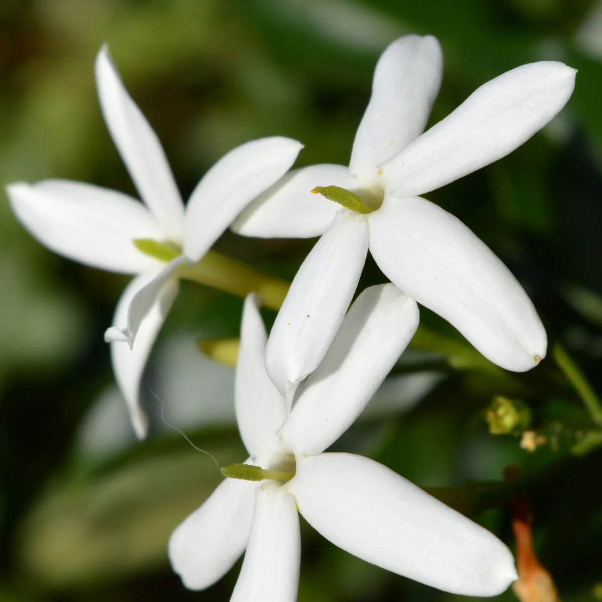 Jasmine - Image 3