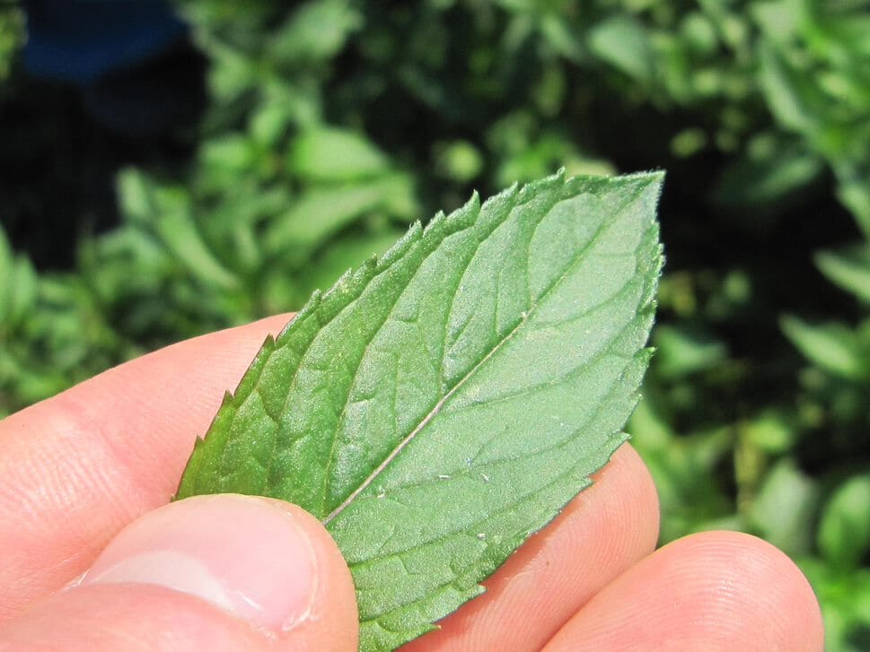 Peppermint - Image 3