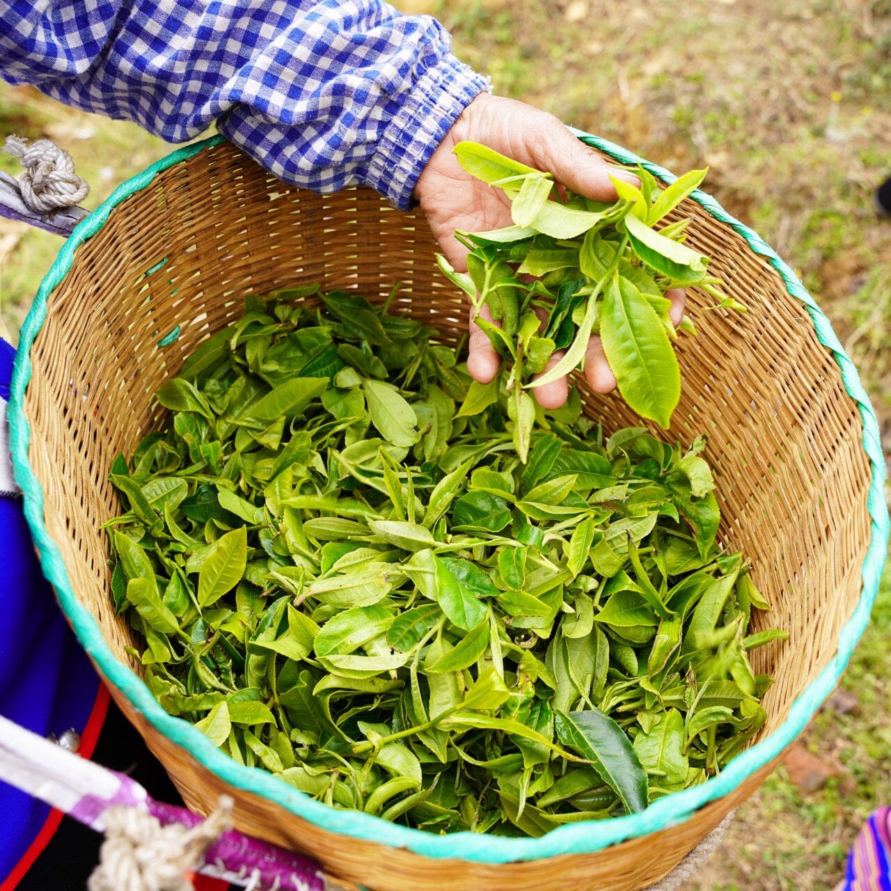 Pu’er Tuo Cha - Image 4