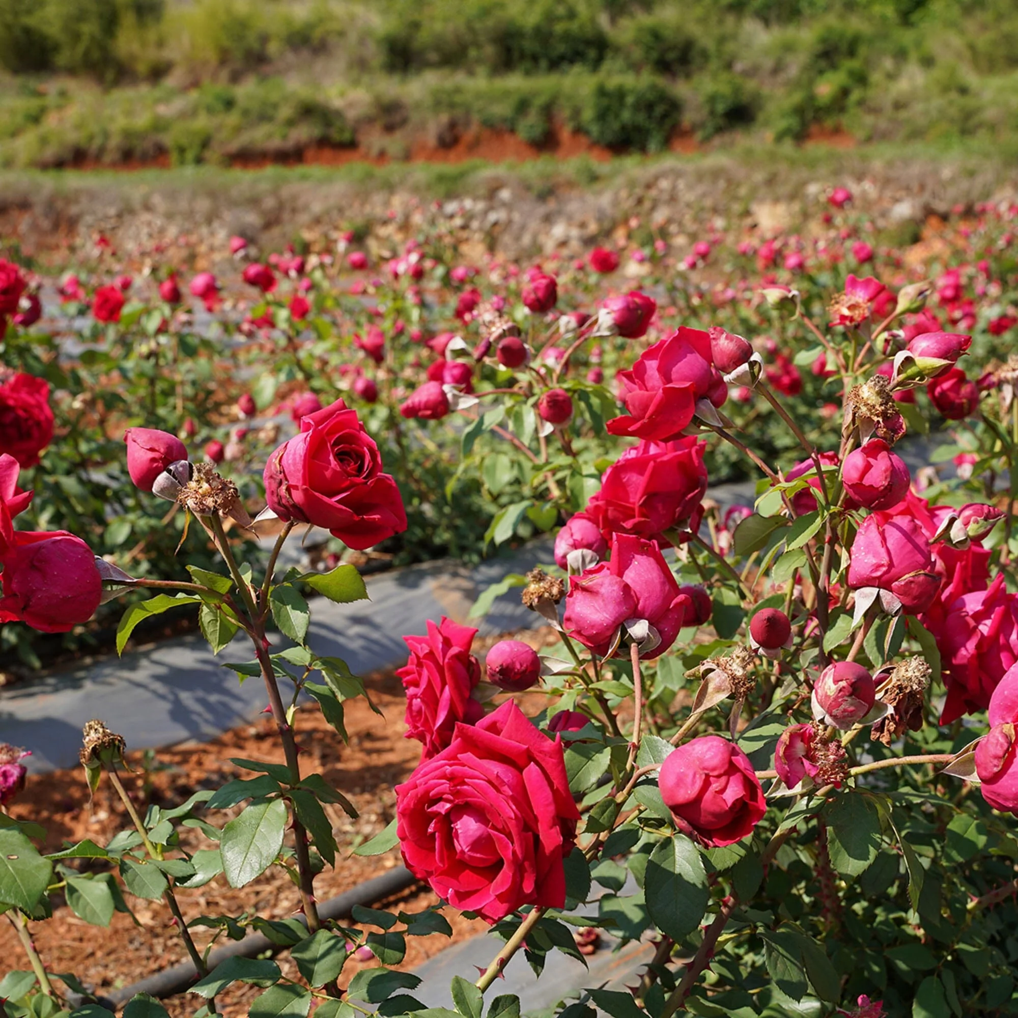 Rose Black - Image 2