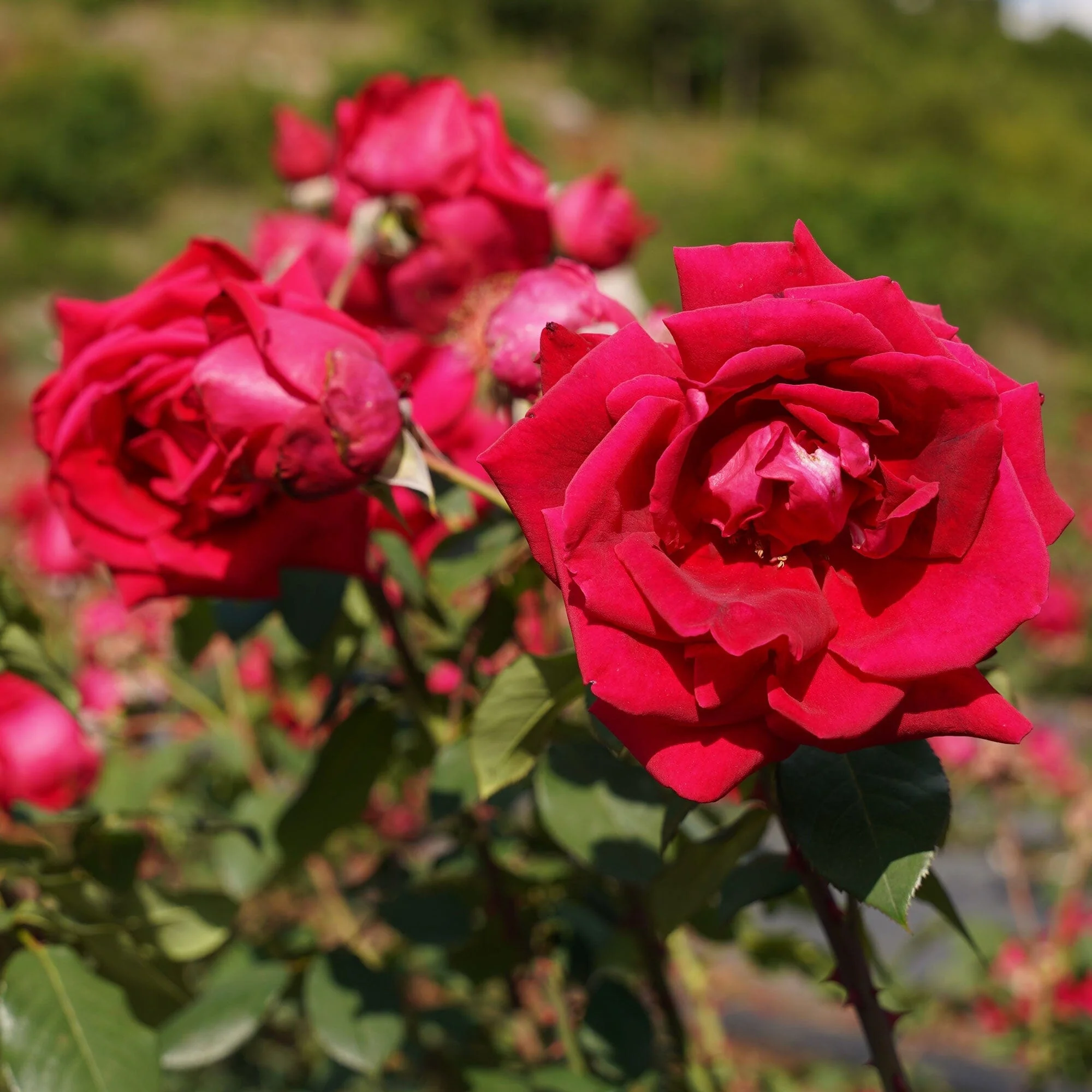 Rose Scented Dian Hong - Image 4