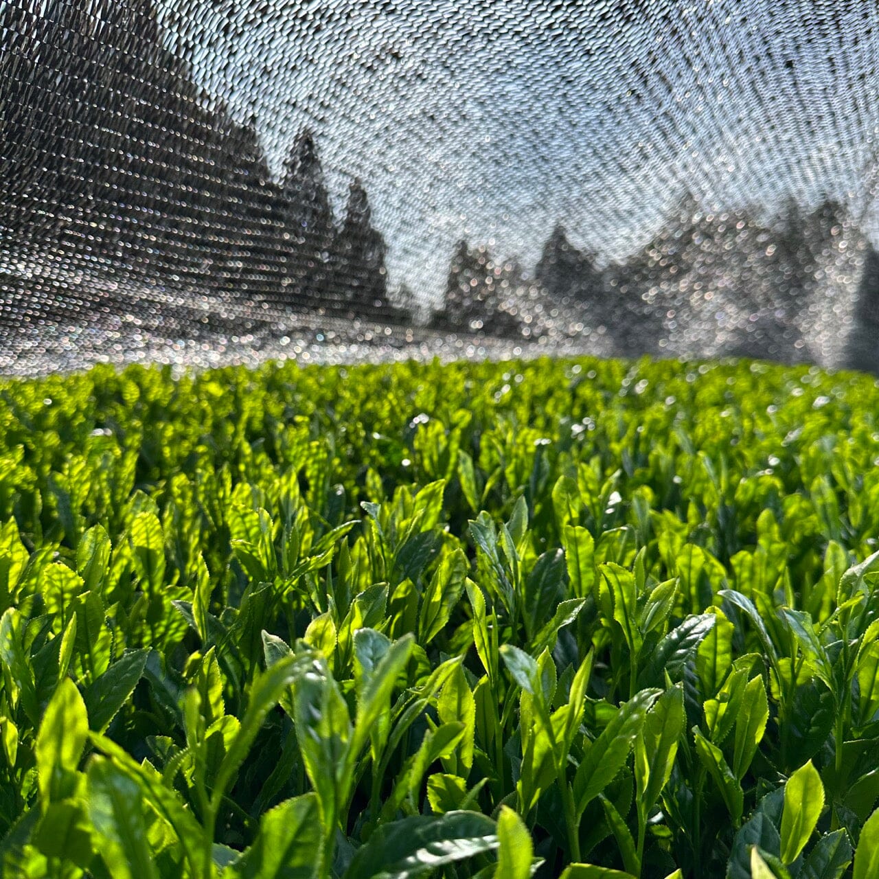 Sencha - Image 4