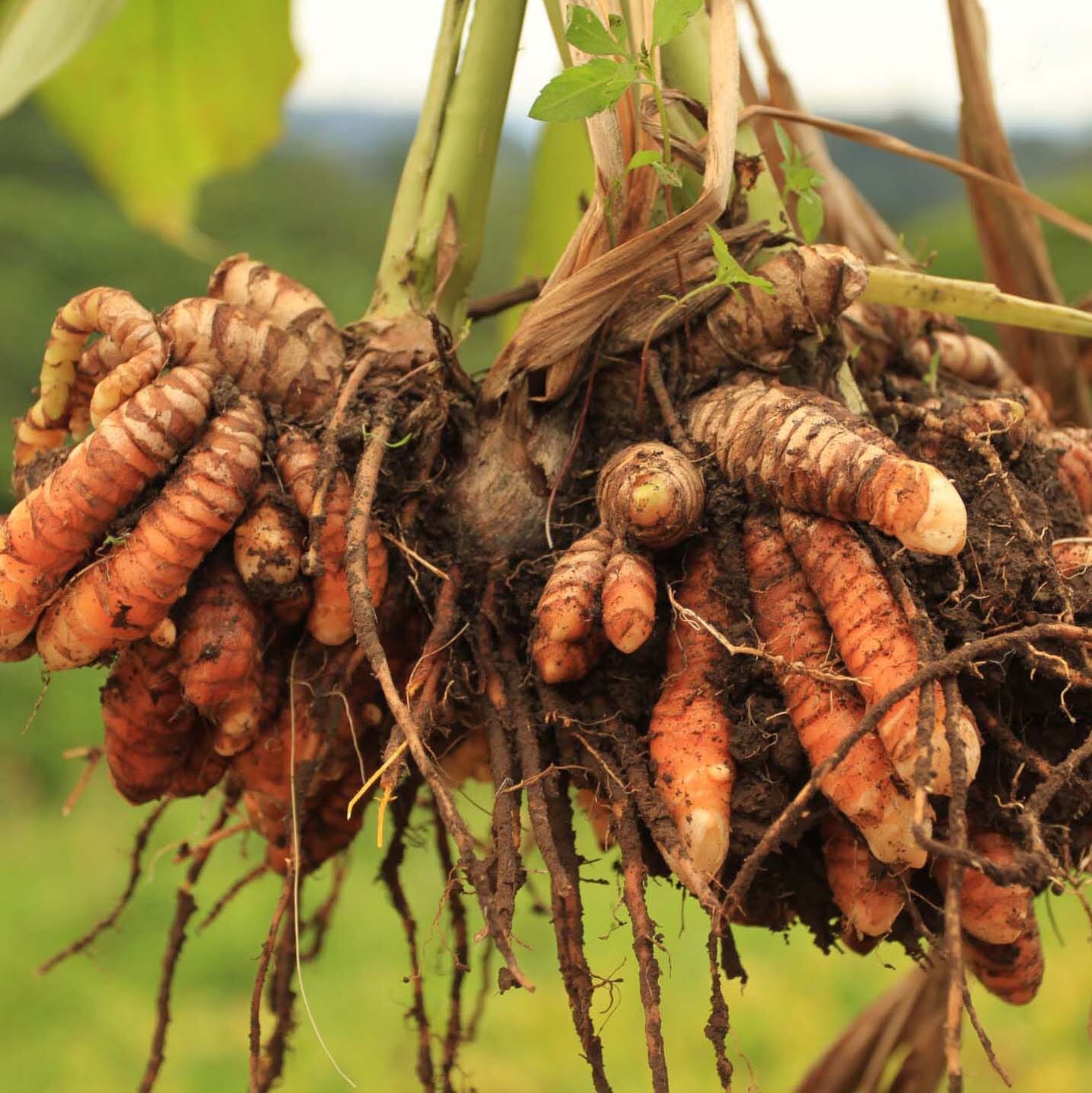 Turmeric Ginger - Image 3