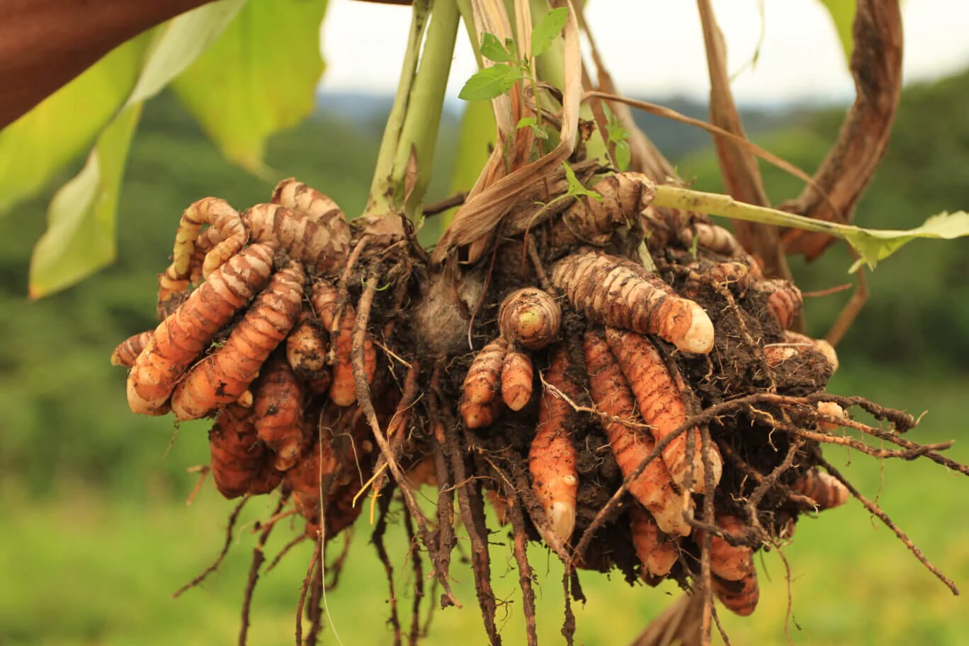 Turmeric Ginger - Image 4