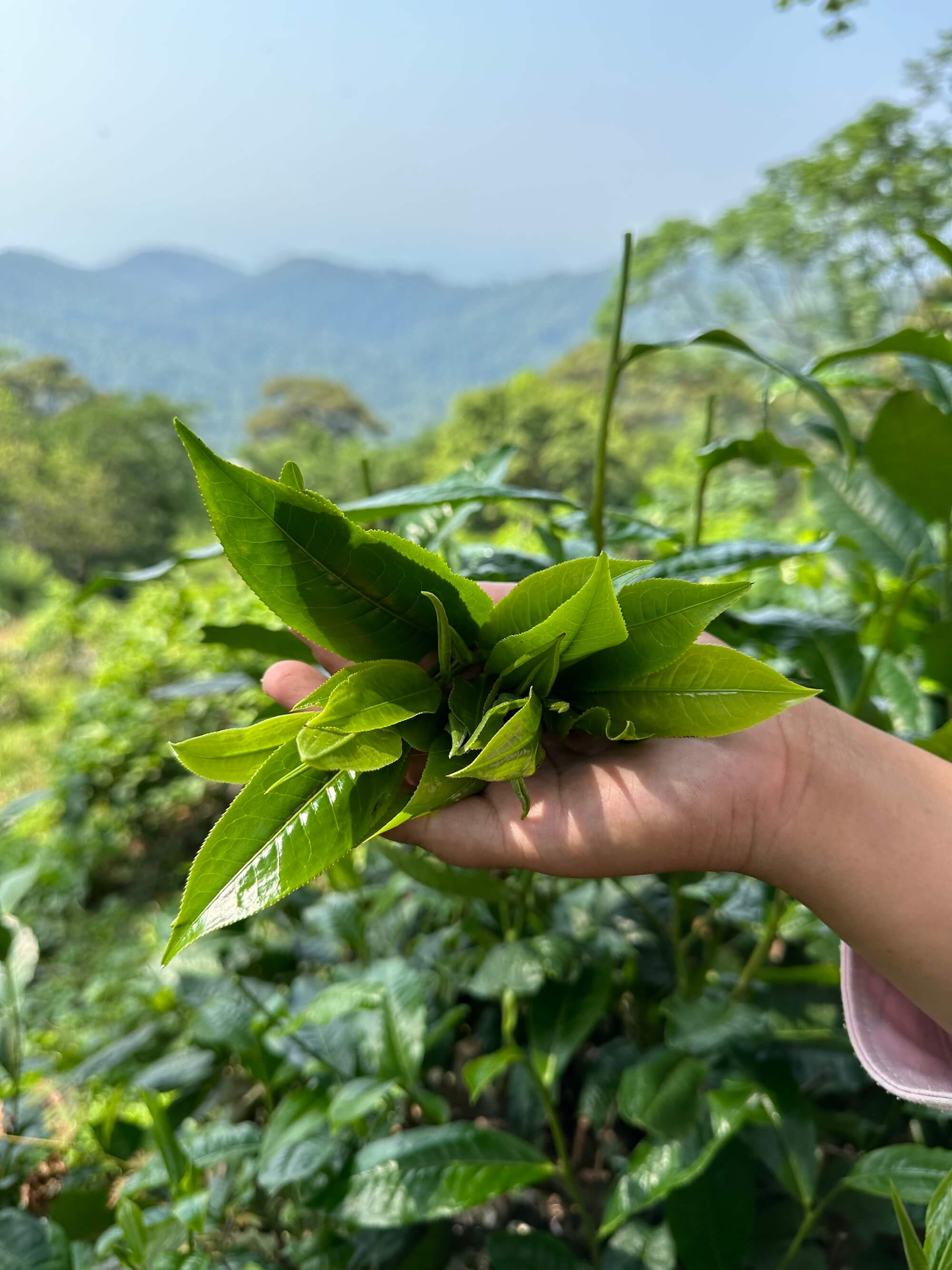 Wild Thai Black - Image 3