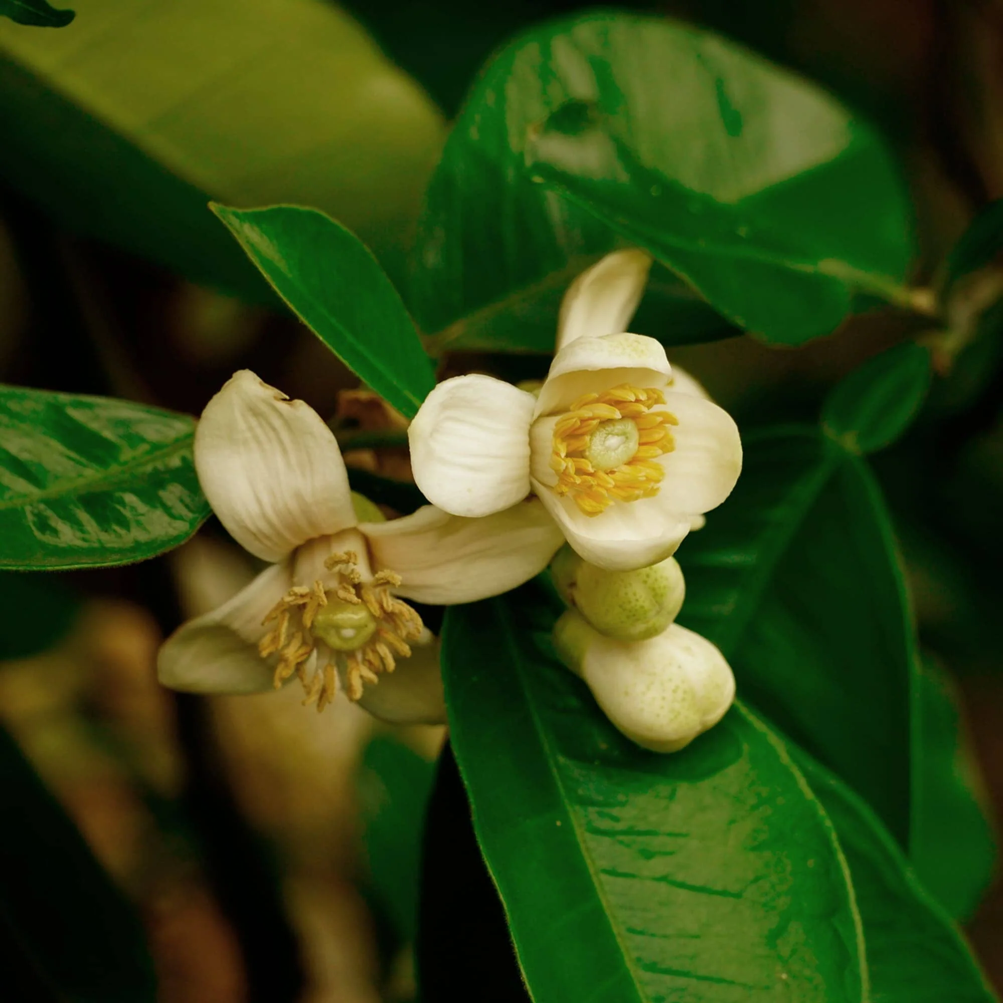 Pomelo Red Tea - Image 2