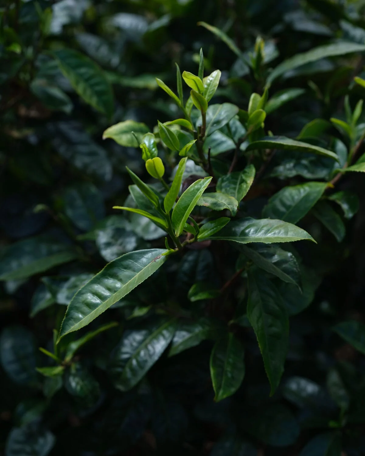 Pu'er Tuo Cha Tangerine Peel - Image 3