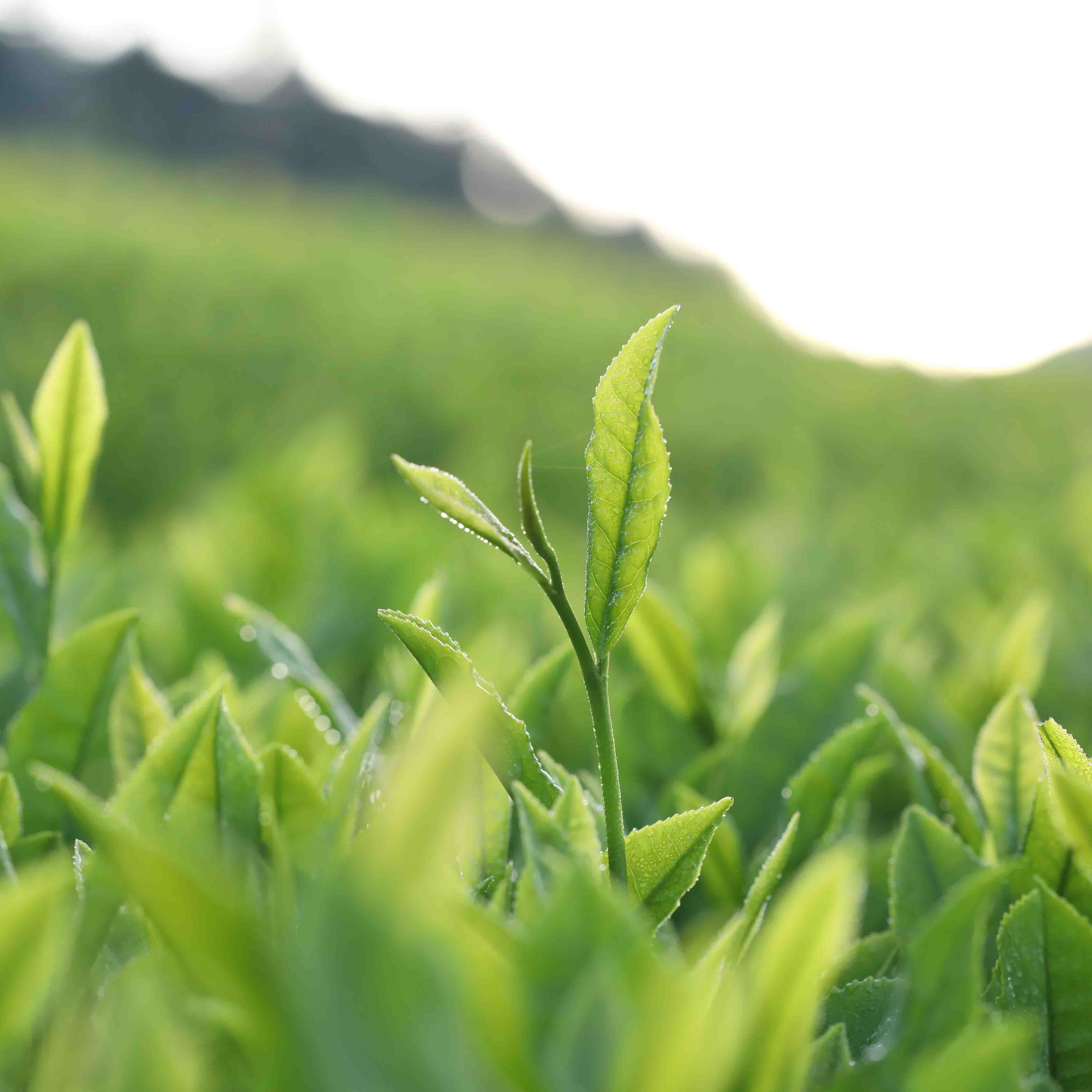 Shincha Koushun - Image 3