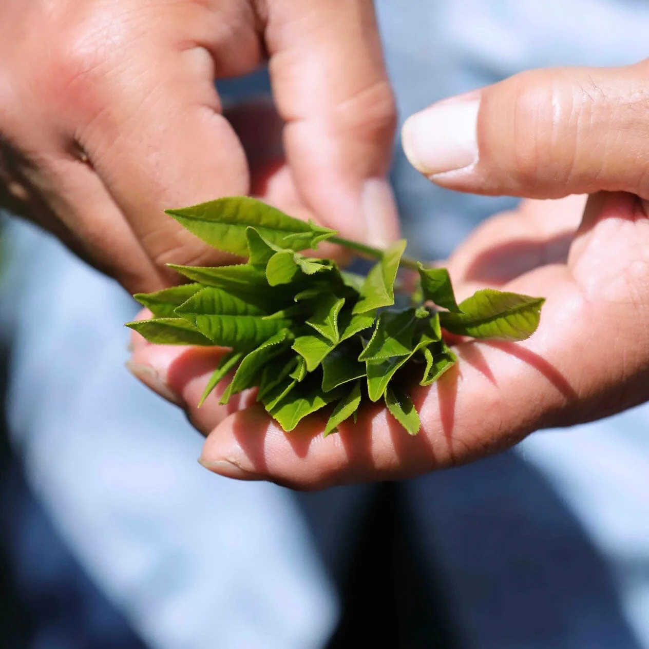 Shincha Koushun - Image 4