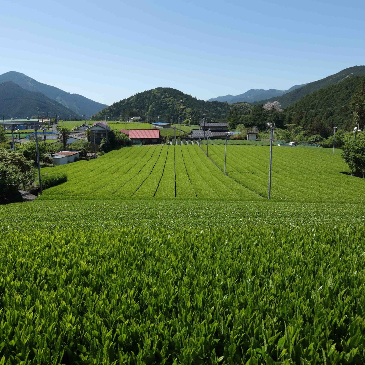 Shincha Koushun - Image 5