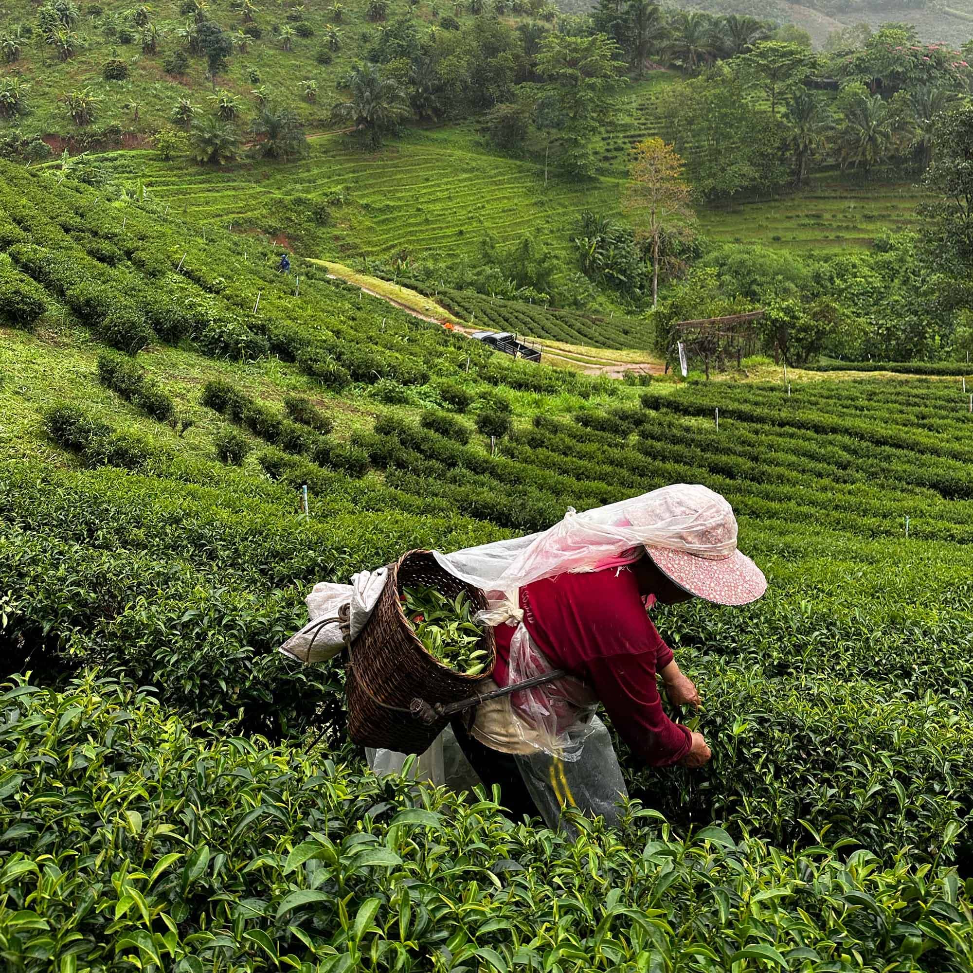 Sweet Starflower Oolong - Image 2