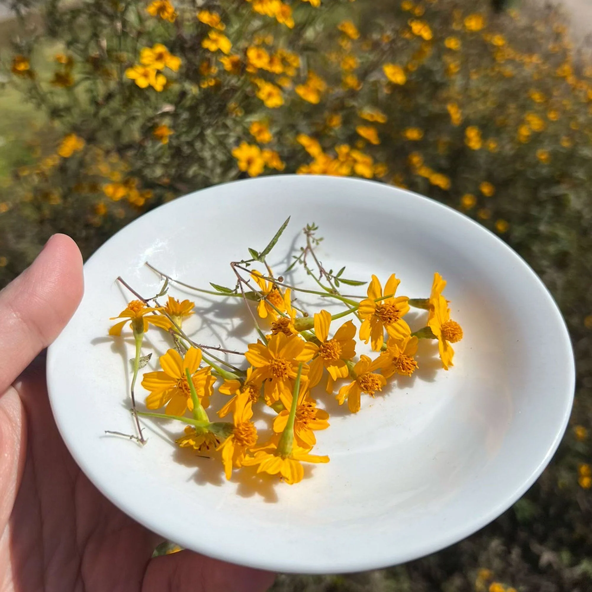 Sweet Starflower Oolong - Image 4