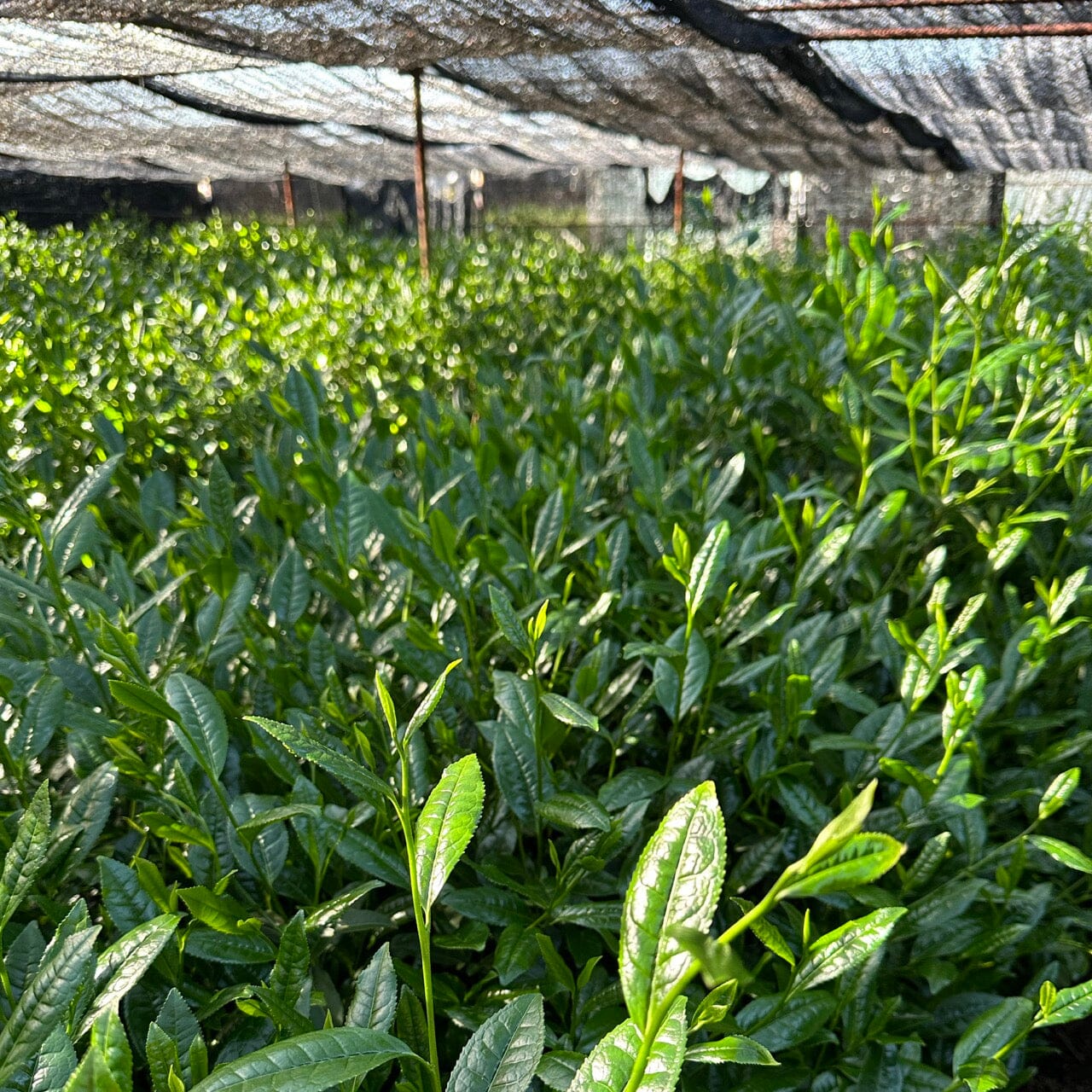 Tamakazura Gyokuro - Image 3