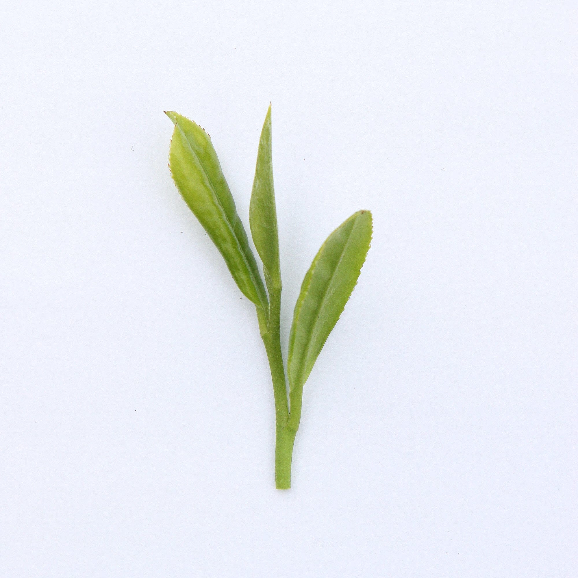 White Peony King - Image 4