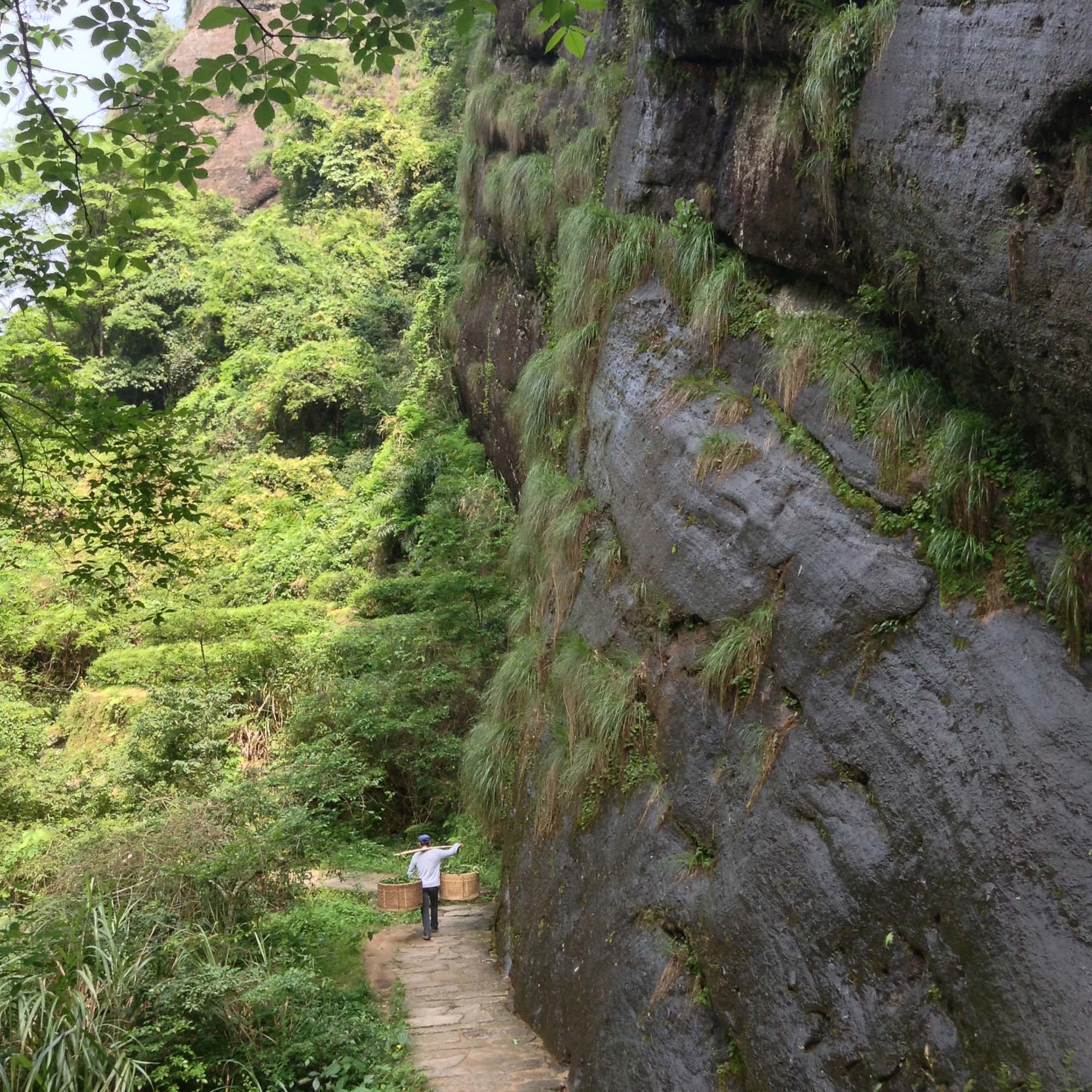 Wuyi Oolong Bai Rui Xiang - Image 3