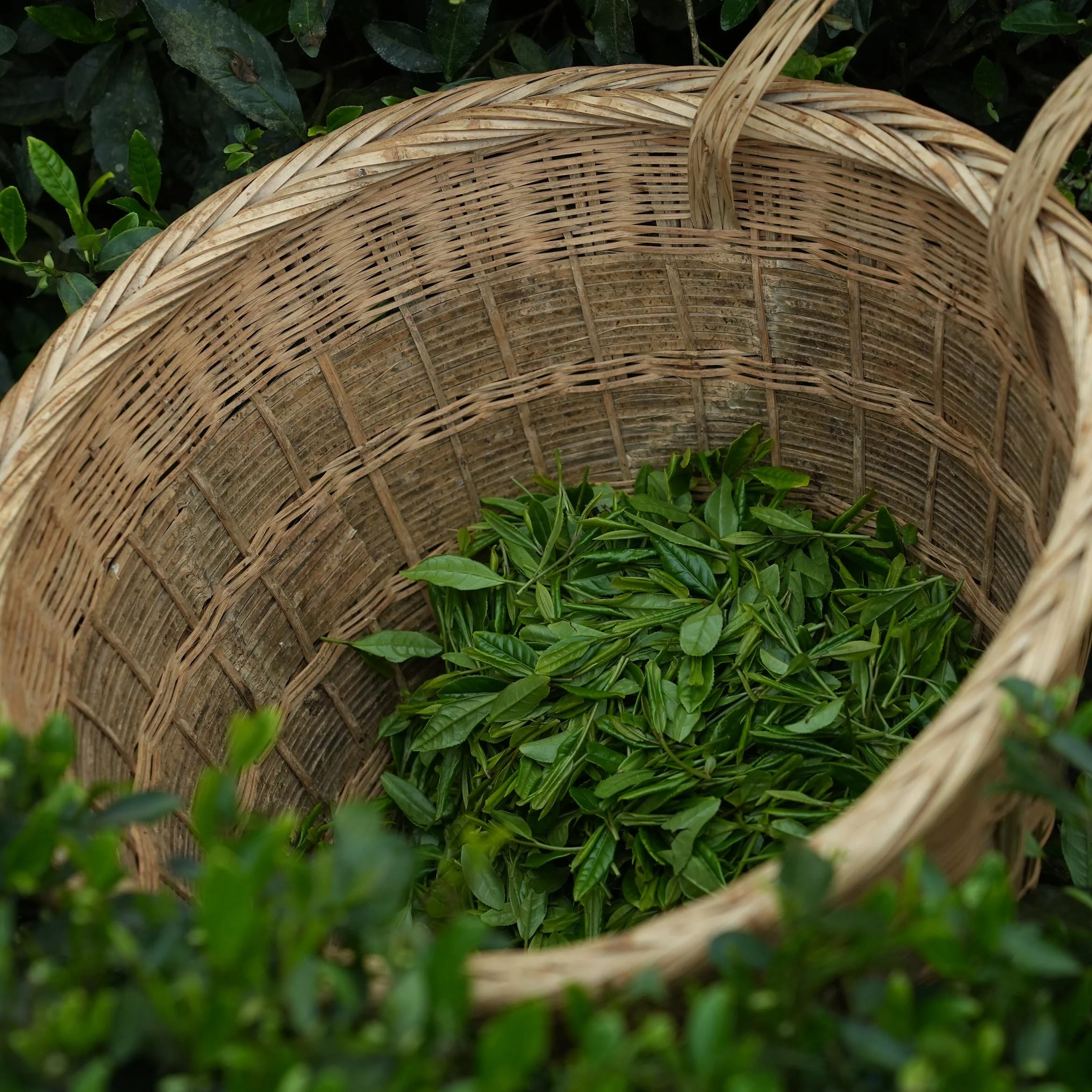 Yulu Jade Dew - Image 4
